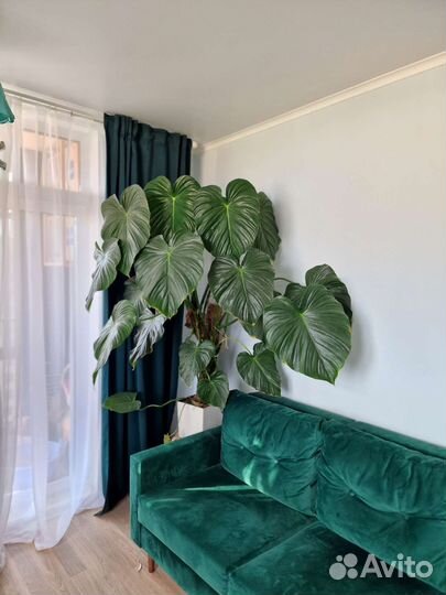 Филодендрон пастазанум