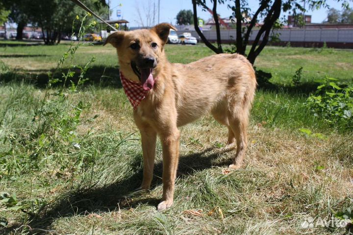 Собака в добрые руки