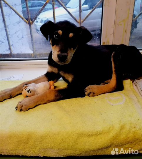 Щенок, будет крупным