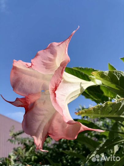 Бругмансия