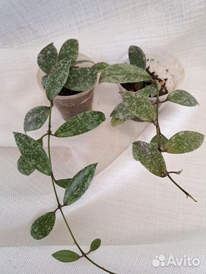 Хойи укорененные