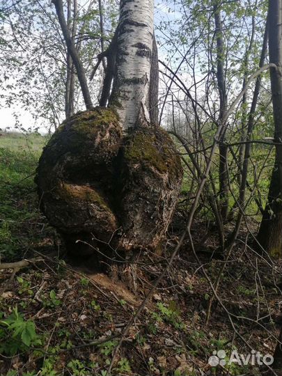 Берёзовый сувель(кап)