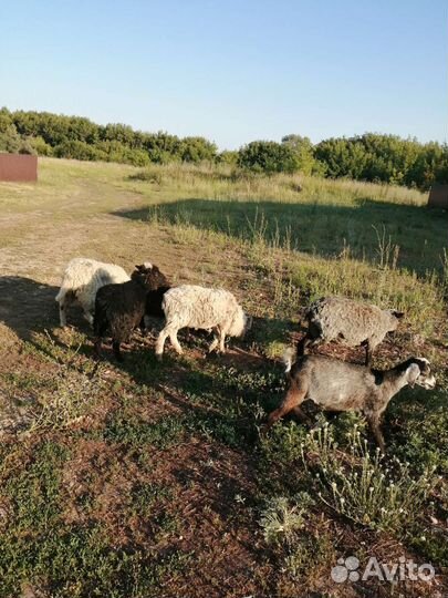 Овцы и козы