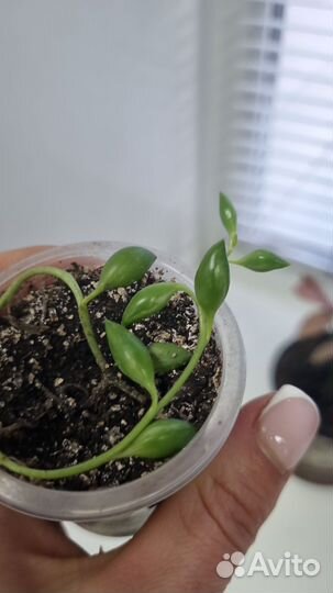 Комнатные растения