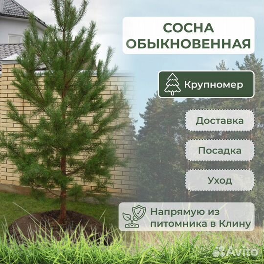 Крупномеры туя можжевельник кедр сосна ель