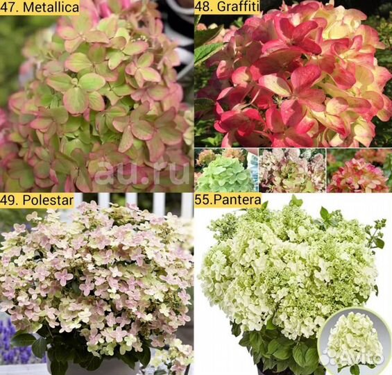 Метельчатые гортензии 37 сортов в наличии