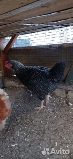 Молодые петухи