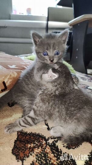 Кошки в добрые руки бесплатно