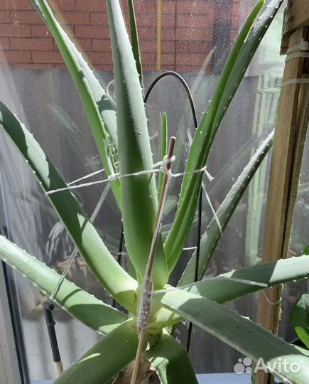 Сансевиерия, алоэ лечебное, комнатные растения