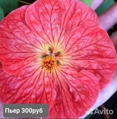 Абутилоны (комнатный клен) сортовые. 5 сортов