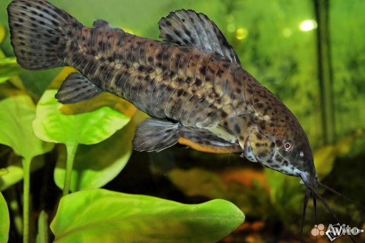 Сом таракатум