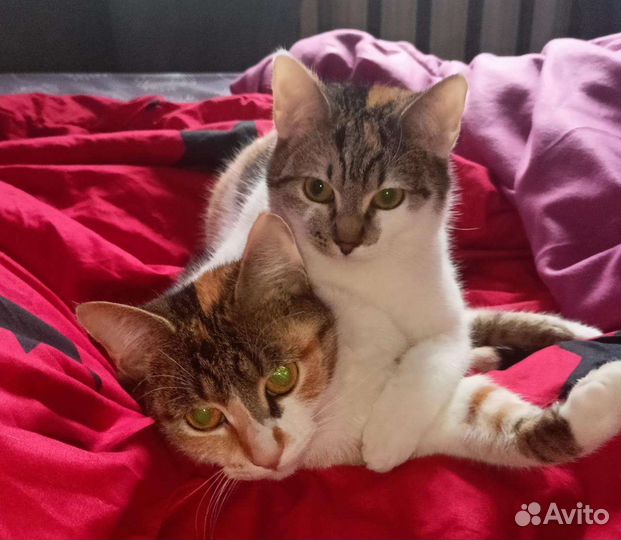 Кошки в добрые руки