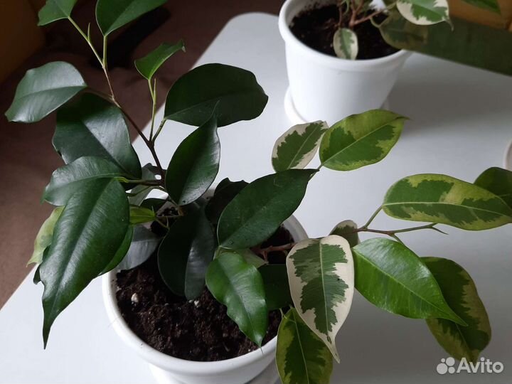 Сортовые фикусы