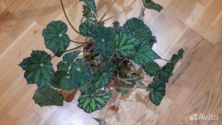 Бегония королевская