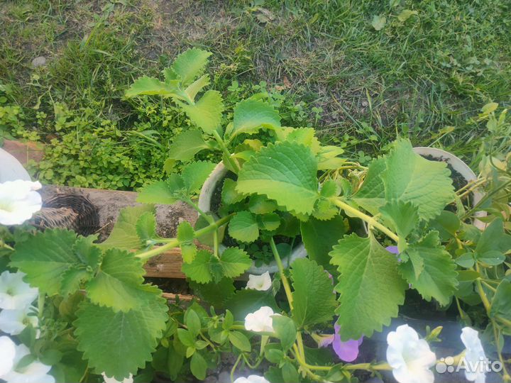 Японская мята. Рассада