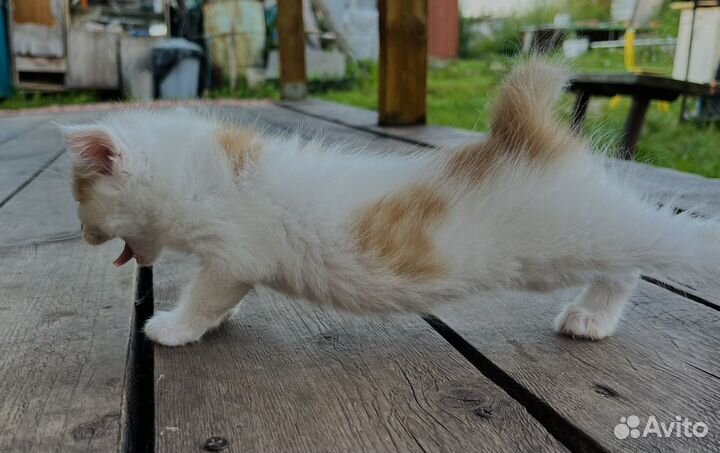 Кошка в дар