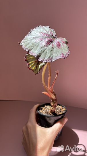 Бегонии сортовые, коллекционные, взрослые