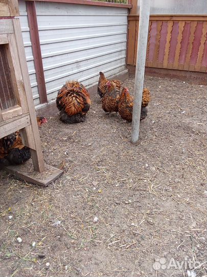 Инкубационное яйцо