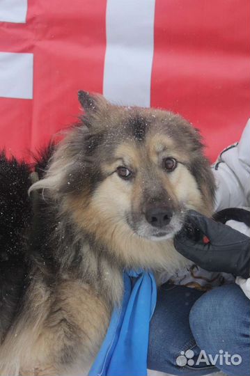 Пушистик Барон ищет семью