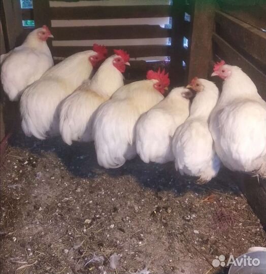 Куры, Утки, Ухейлюй, Кохинхин, Кролики Милые