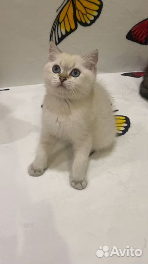 Британские котята