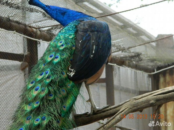 Павлины, павлинята