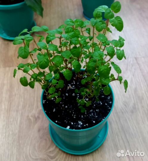 Цветы в горшках