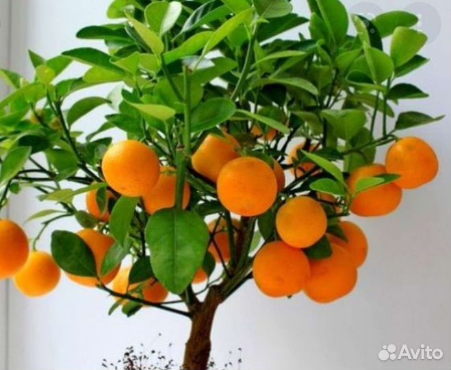 Мандарин, фейхоа,лимон