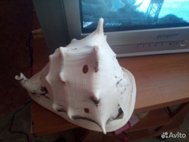 Ракушка большая