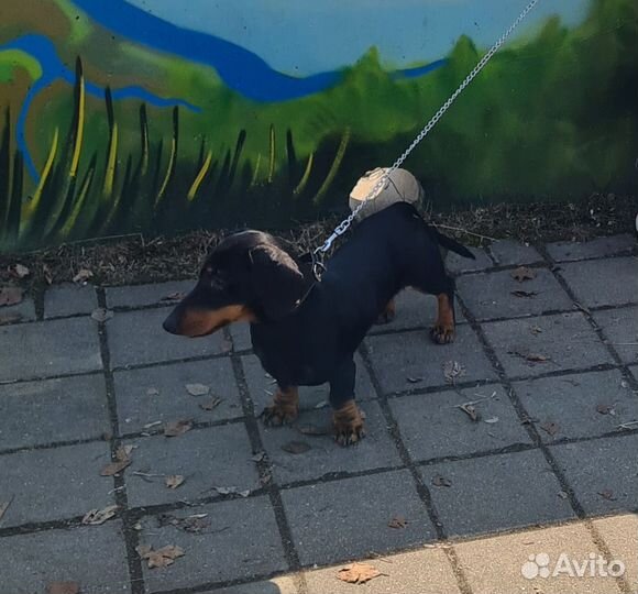 Вязка кобель такса