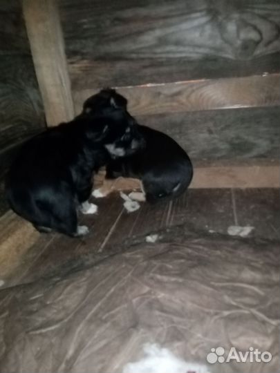 Щенки маленьких пород