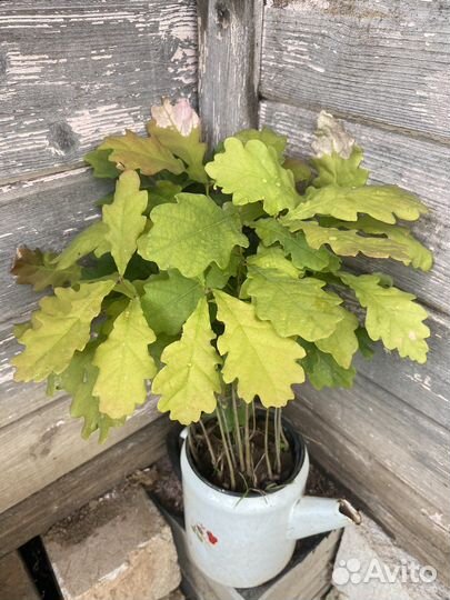 Многолетники для сада ю/з район