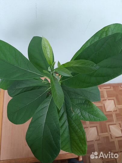 Авокадо двойное дерево