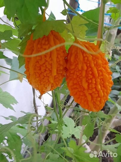 Момордика или индийский гранат