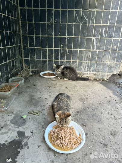 Котята бесплатно