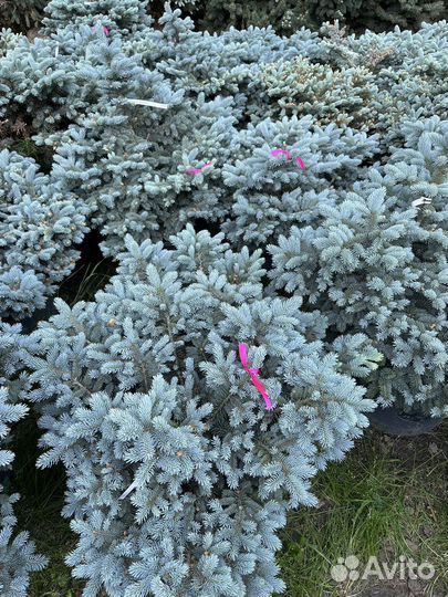 Ель голубая в ассортименте