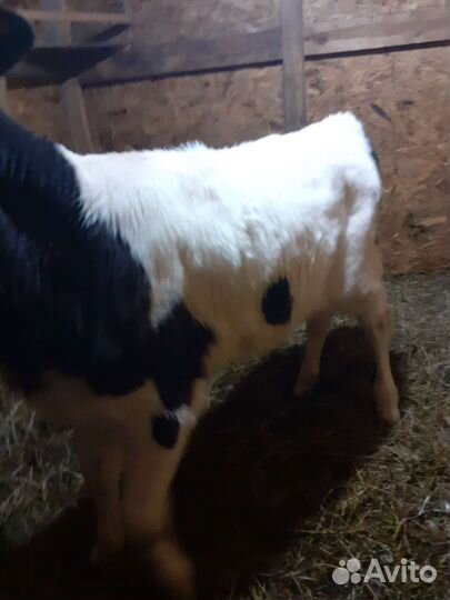 Телочка и бычок