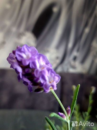 Лаванда саженцы