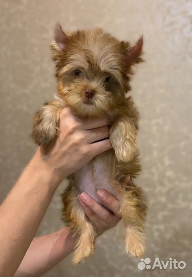 Цветные йорки