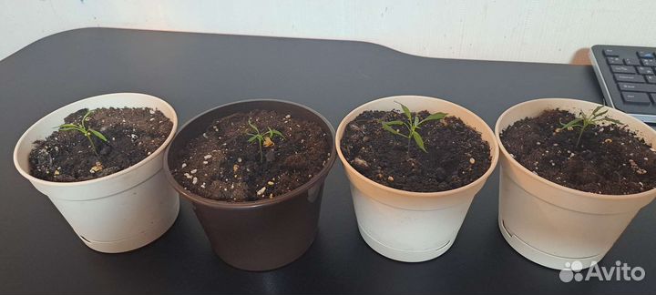 Рассада Candlelight mutant