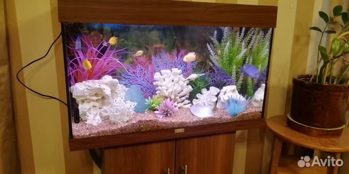 Оформление и обслуживание аквариумов