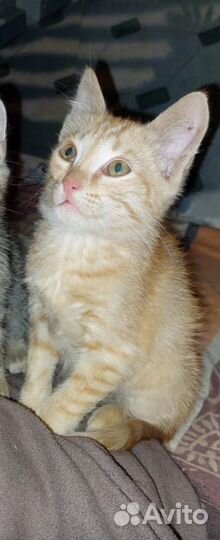 Котенок мальчик