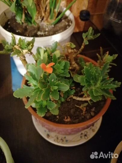 Отростки каланхоэ, толстянка