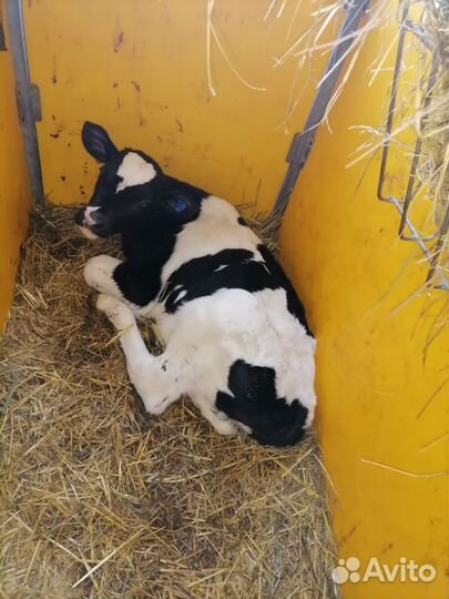 Телята: бычки и телки 1,2,3 м Холмогоры и Голштины