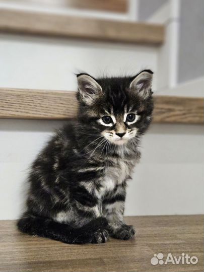 Котята мейн-кун