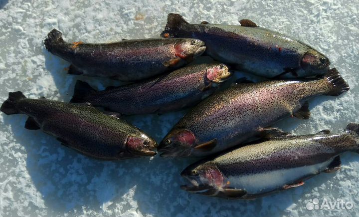 Форель свежепойманная, свежемороженая (летом возмо