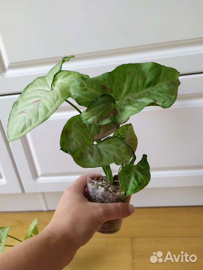 Комнатные цветы