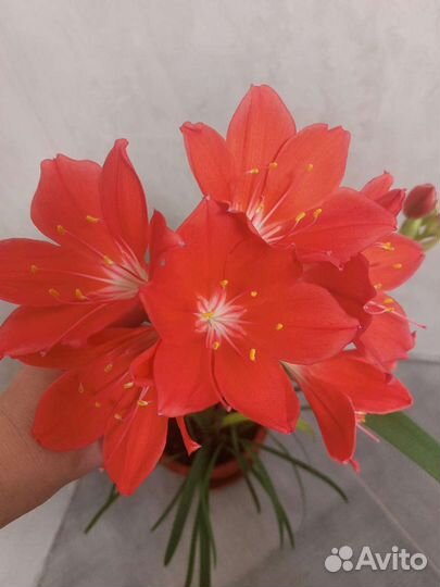 Валотта. Нематантус