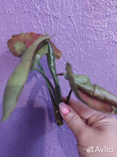 Сингониум клубничный лед