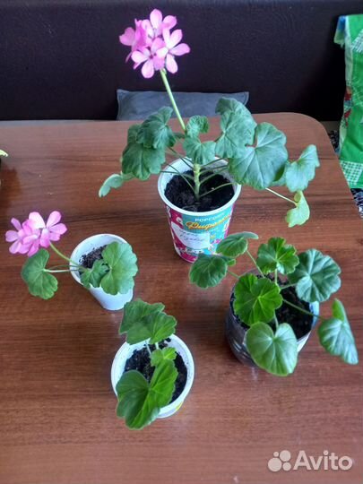 Продаю, цветочки